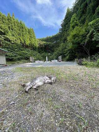 tora