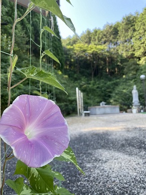 asagao
