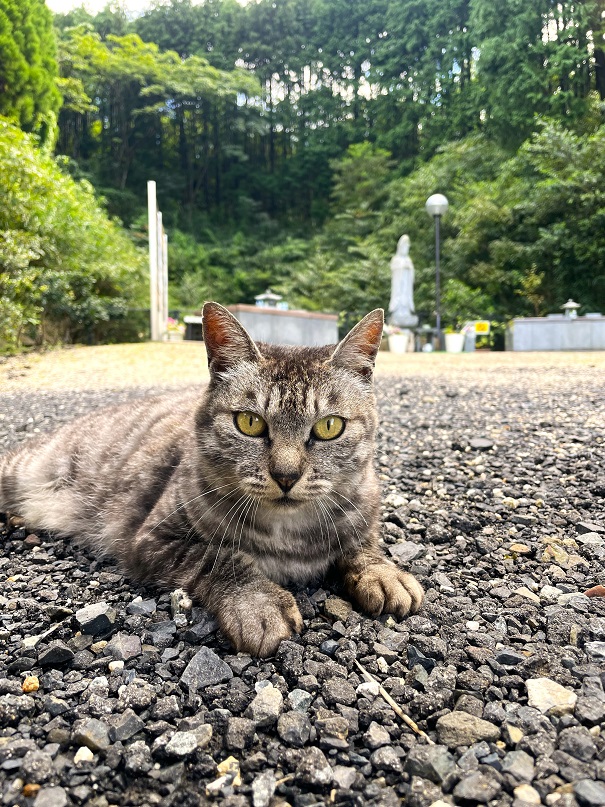 トラ１