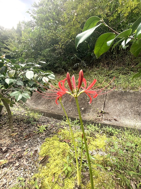 彼岸花1.jpg