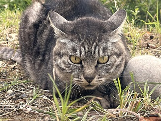トラと