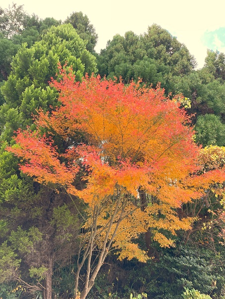 紅葉